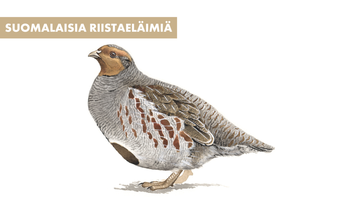 suomalaisia-riistael-imi-peltopyy